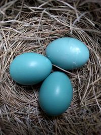 High angle view of eggs in nest