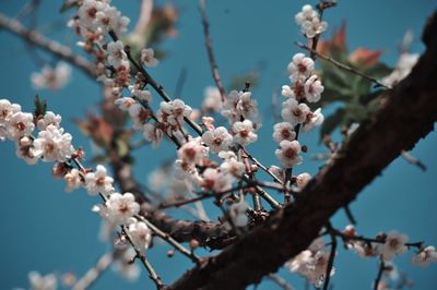 Low angle view of apple blossoms in spring