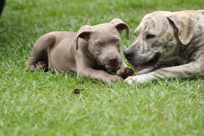 Dog lying on grass