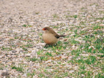 Bird perching on a field