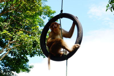 Low angle view of young monkey sitting on rubber ring against sky