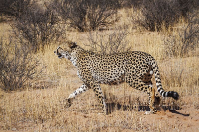 Cheetah on field