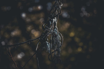 Close-up of illuminated string lights