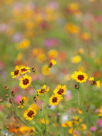 Close-up of yellow flowering plants on field