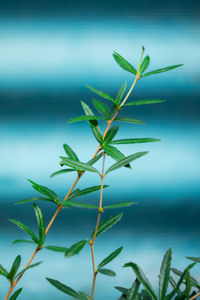 Close-up of plant