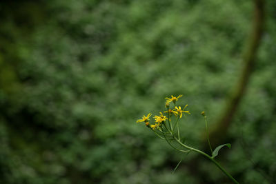 Close-up of yellow flowering plant