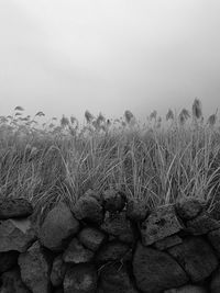 Plants growing on field against clear sky