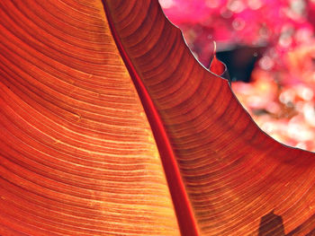 Close-up of red lizard