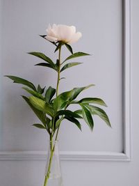 Close-up of white flowering plant