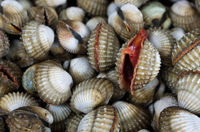 Full frame shot of seashells