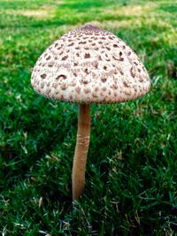 Close-up of mushroom on grass