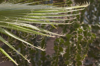 Close-up of spider web on plant