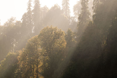 Low angle view of sunlight streaming through trees in forest