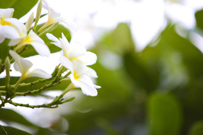 Close-up of white flowering plant leaves