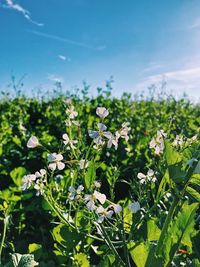 Close-up of flowering plants on field against sky