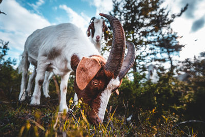 Donkey standing on field