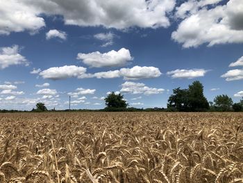 Scenic view of agricultural field against sky
