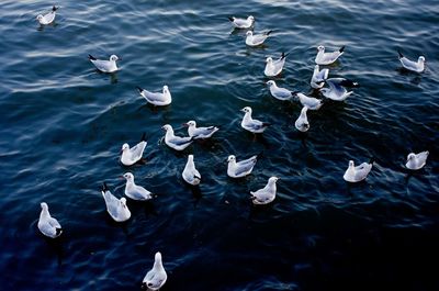 High angle view of seagulls in lake