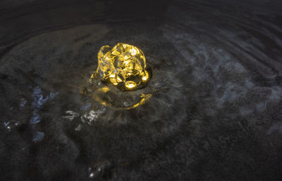 High angle view of animal skull on water