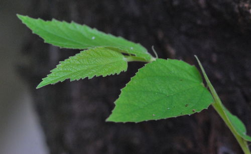 Close-up of fresh green leaf