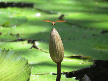 Close-up of butterfly on plant