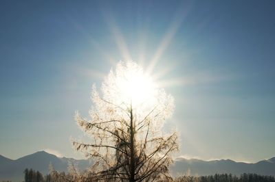 Low angle view of silhouette tree against sky