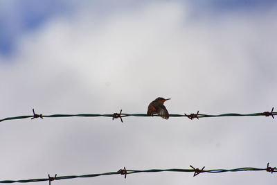 Low angle view of barbed wire against sky