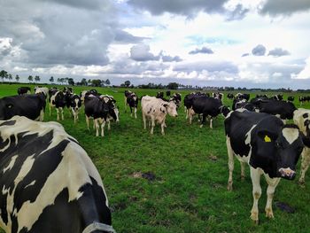 Cows standing on field against sky