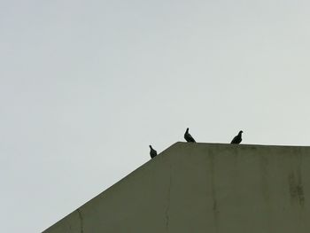 Low angle view of birds perching against clear sky