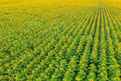 High angle view of yellow flowering plants on field