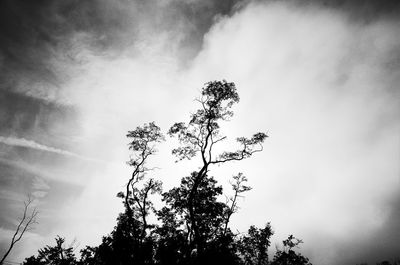 Low angle view of tree against sky