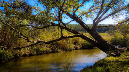 Scenic view of lake in forest against sky