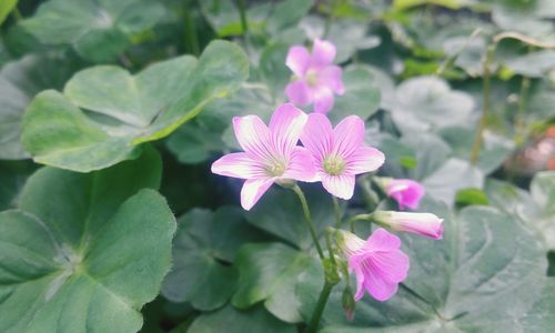 Close-up of pink flowers blooming outdoors