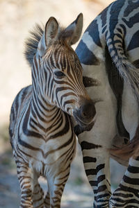 Close-up of zebra and fowl in forest
