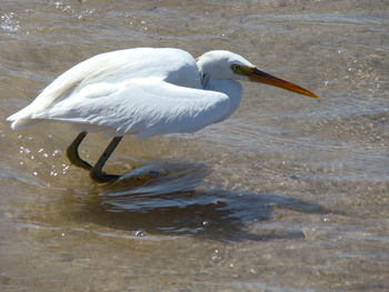 Side view of a bird in water