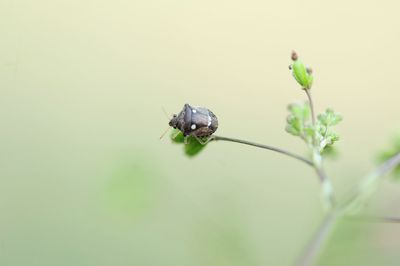 Close-up of insect on plant