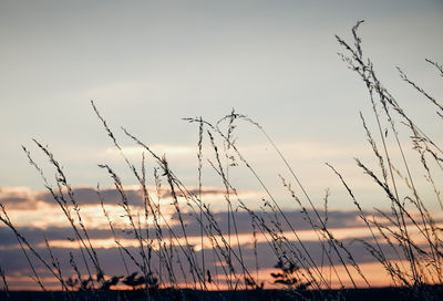 Close-up of silhouette plants against sunset sky