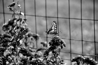 Close-up of butterfly on plant