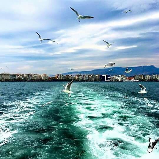 bird, flying, animals in the wild, animal themes, wildlife, water, seagull, spread wings, sea, sky, mid-air, waterfront, built structure, architecture, cloud - sky, flock of birds, nature, building exterior, medium group of animals