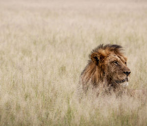 Lioness running on field