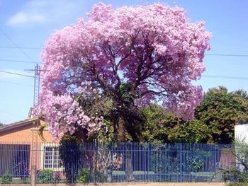 Low angle view of pink flowers on tree