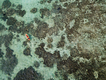 High angle view of horse in the sea