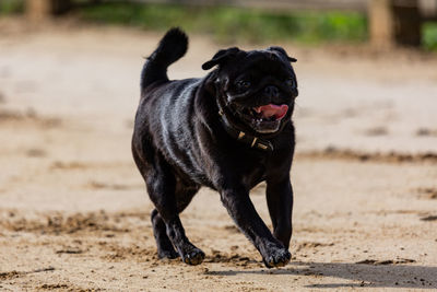 Pug dog race, not as fast as the greyhounds...