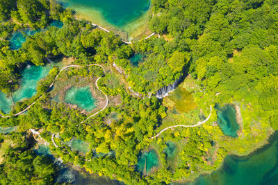 High angle view of river amidst trees in forest