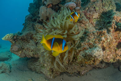 Fish swim in the red sea, colorful fish, eilat israel