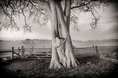 Trees growing on field against sky during foggy weather