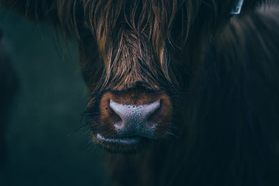 Close-up of a cow