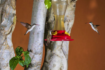 Bird flying in a row