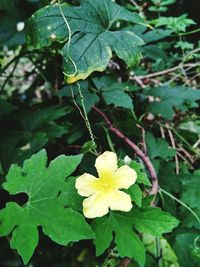 Close-up of yellow flower