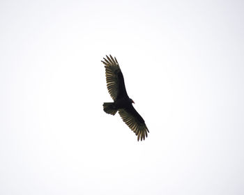 Low angle view of eagle flying against clear sky